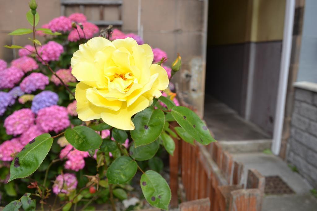 Pitt Street Apartment Beautiful Spacious Apartment Free Parking And Free Sanitizer Единбург Екстер'єр фото